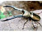 His mom was a beetle, his dad was a scissors.jpg