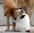 Licking the Pussy.jpg