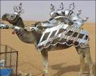 Camel modding.jpg