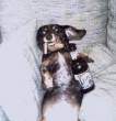 Drunk Dog.jpg