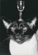 This Cat Is Mad.jpg