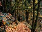 Autumn [extra] 03.jpeg