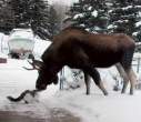 Cat moose.jpg