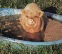 pigbath.jpg
