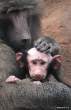 Bald monkey.jpg