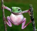 Frog.jpeg