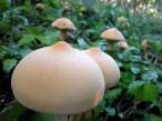 Mushrooms.jpg