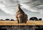 Giraffe.jpg