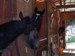 Horses.jpg