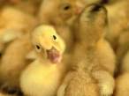 Ducky.jpg