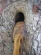 Tree Poo.jpg