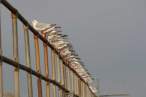 Gulls 02.jpg