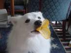 Duck.jpg
