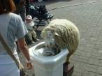 Sheep.jpg
