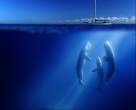 Whales.jpg