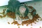 To tired to eat.jpg