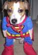 Super Dog.jpg