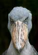 Pissed off.jpg