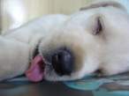 puppy8.jpg
