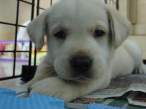 puppy10.jpg
