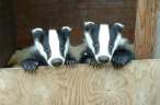 Badgers.jpg