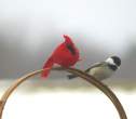 Birds.jpg
