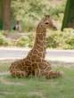 2827257-giraffekid.jpg