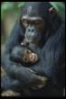 2828002-goodall_48.JPG