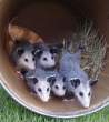 2842899-OPOSSUMZ.JPG