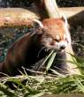 2877830-redpanda2.jpg