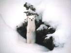 2880870-ermine.jpg