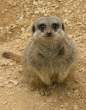 3025044-thecutenessisgonnakillme.JPG