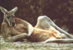 Lounging Kangaroo.jpg