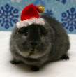 3300408-xmas.jpg