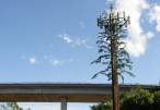 Cell tree.jpg