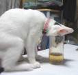 Drinker.jpg
