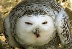 Owl.jpg