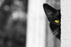 Watching you.jpg
