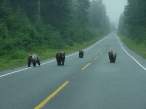Bears.jpg