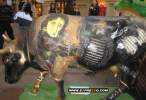 crazy_cows5.jpg