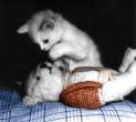 Kitty and a bear.jpg