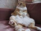 fat_cat_5.jpg