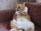 fat_cat_6.jpg