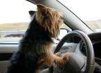 Driver.jpg
