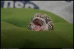 Hedgehog 02.jpg