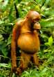 Monkey.jpg