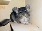 Mouse.jpg