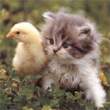 chickandkitty.jpg