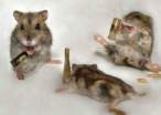 Drunk Mice.jpg