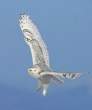 Owl.jpg